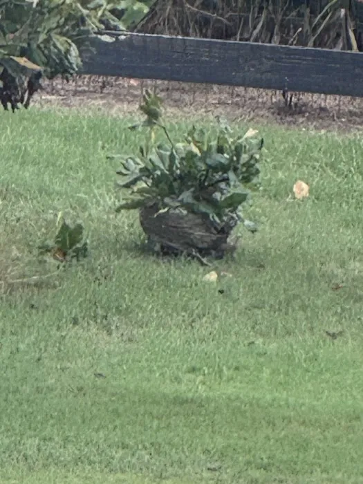 Orkin Picture 2
