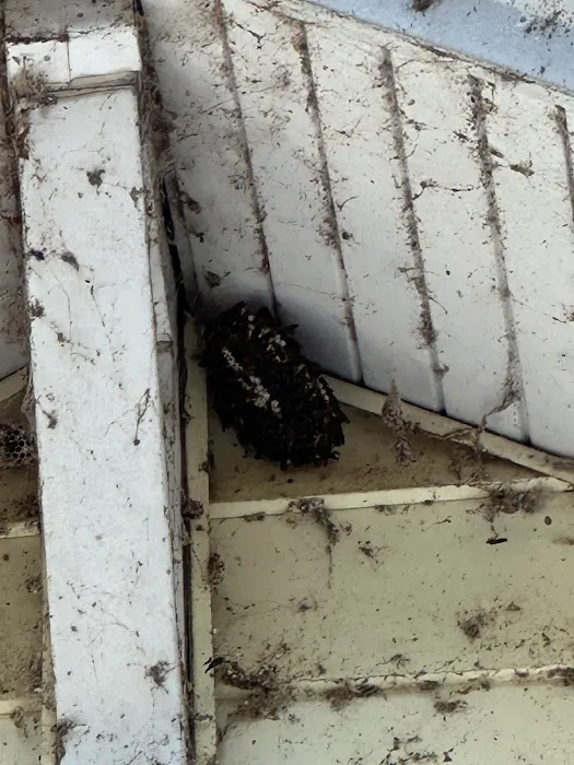 Orkin Picture 5