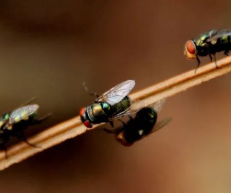 Museum City Pest Control Solutions