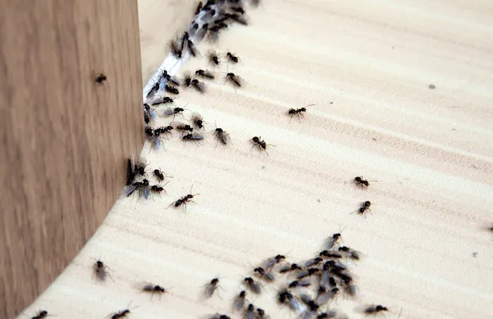 Museum City Pest Control Solutions Picture 9