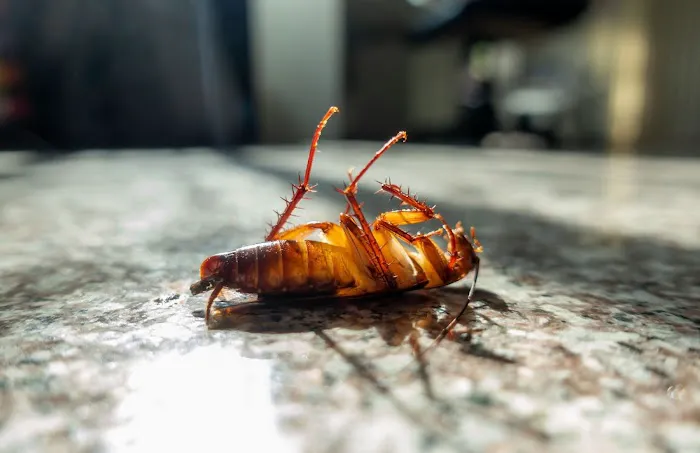 Museum City Pest Control Solutions Picture 7