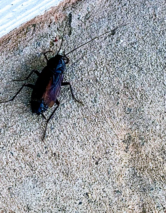 Noble Pest Services Picture 5
