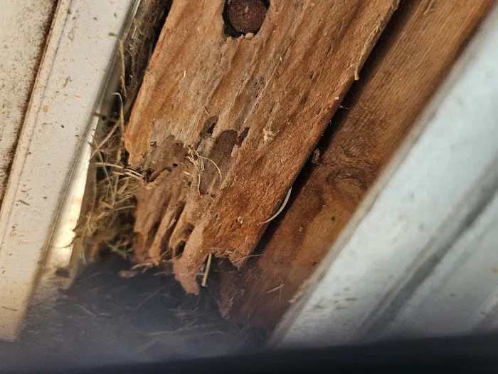 Healthy Home Termite & Pest Control Picture 6
