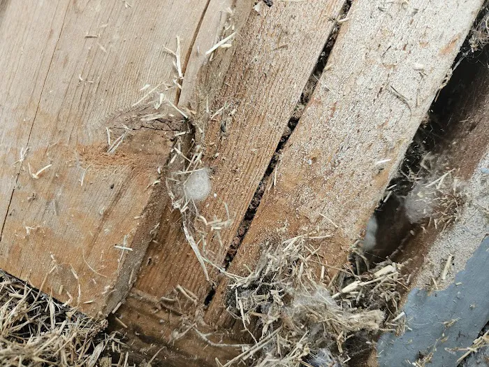 Healthy Home Termite & Pest Control Picture 7