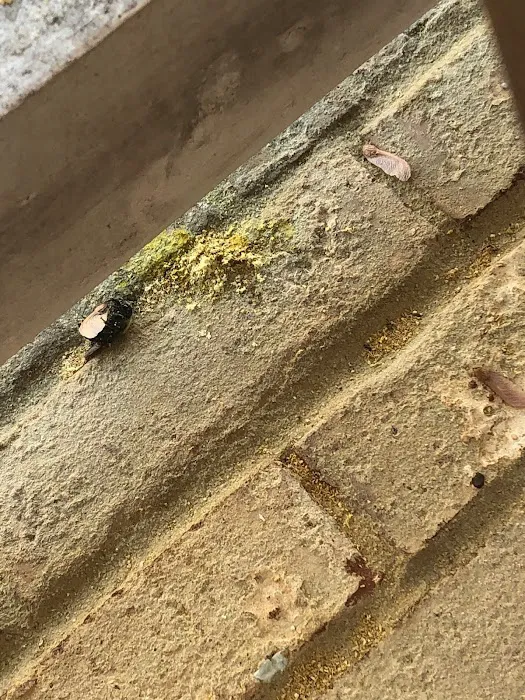 North Fulton Pest Solutions Picture 4