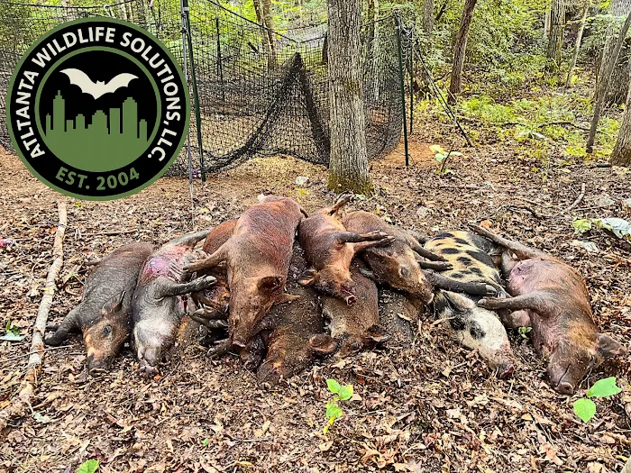 Atlanta Wildlife Solutions, LLC Picture 8