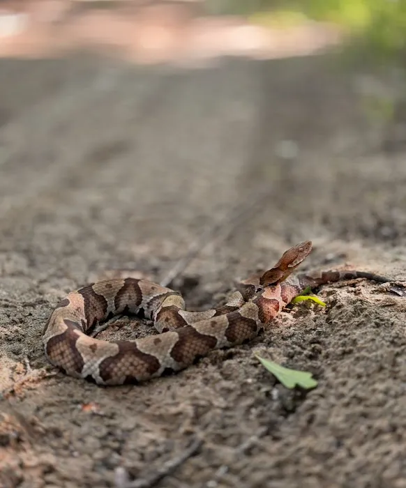 Atlanta Wildlife Solutions, LLC Picture 5