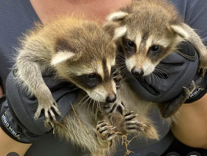 Atlanta Wildlife Solutions, LLC Picture 1