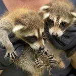 Atlanta Wildlife Solutions, LLC