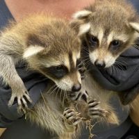 Atlanta Wildlife Solutions, LLC ico