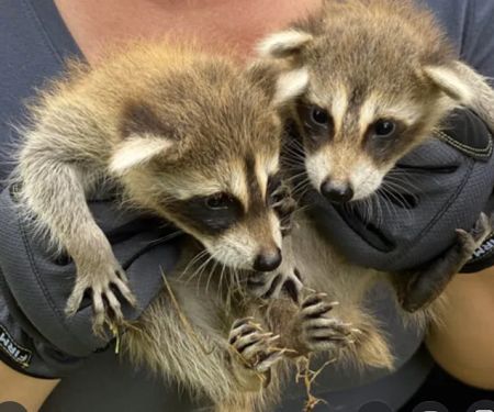 Atlanta Wildlife Solutions, LLC