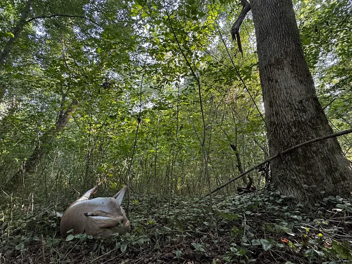 Atlanta Wildlife Solutions, LLC Picture 6