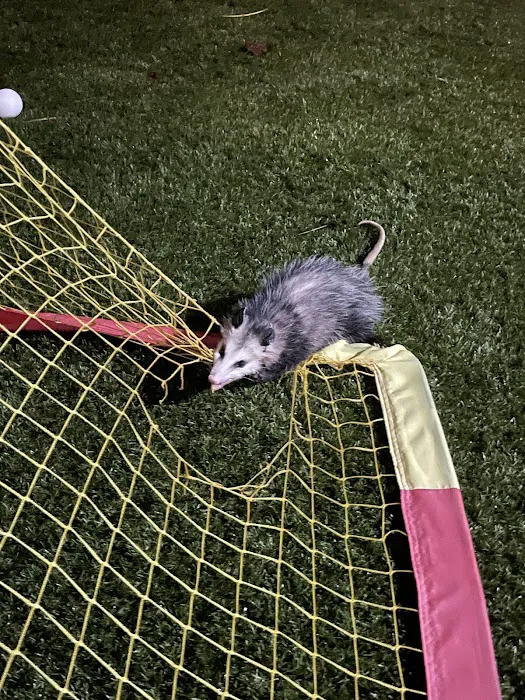 Atlanta Wildlife Solutions, LLC Picture 3