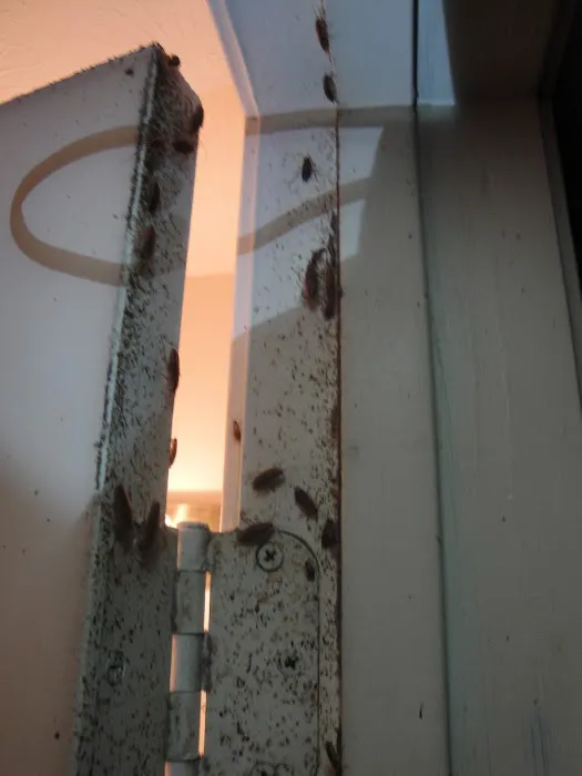TFALLS PEST CONTROL, LLC Picture 3