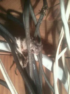 TFALLS PEST CONTROL, LLC Picture 6