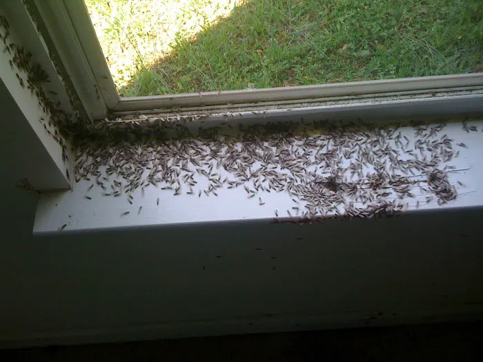 TFALLS PEST CONTROL, LLC Picture 1