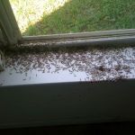 TFALLS PEST CONTROL, LLC