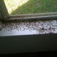 TFALLS PEST CONTROL, LLC ico