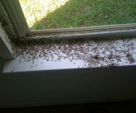 TFALLS PEST CONTROL, LLC