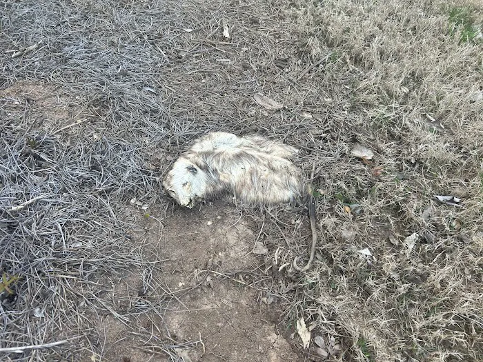 Critter Catchers Picture 1