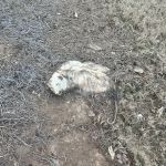 Critter Catchers