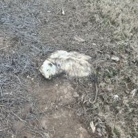 Critter Catchers ico