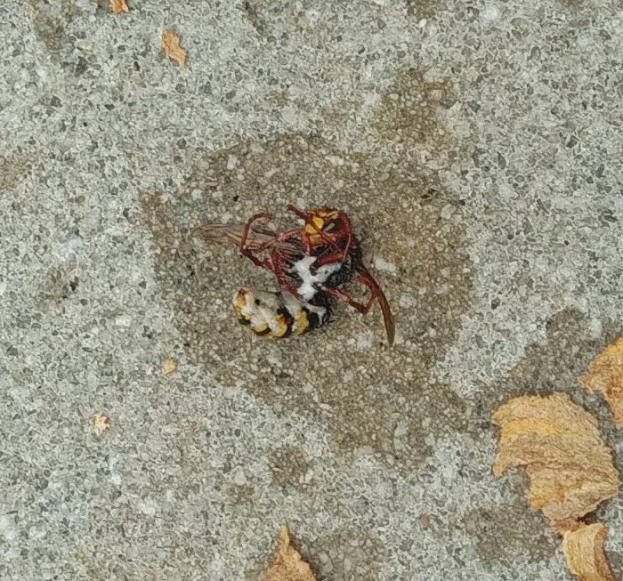 Critter Catchers Picture 2