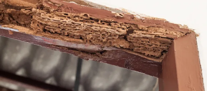 Covenant Pest Services Picture 9
