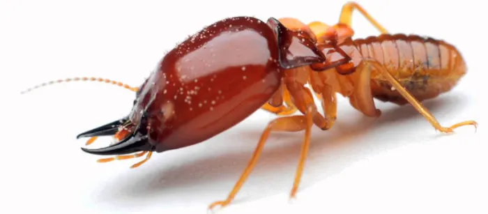 Covenant Pest Services Picture 5