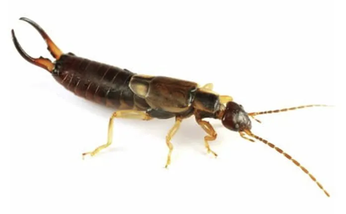 Do Or Die Pest Control Picture 6