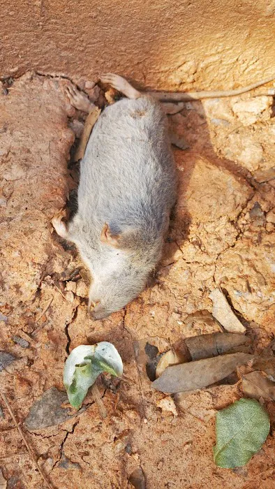 Do Or Die Pest Control Picture 3