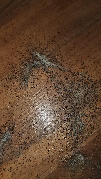 Do Or Die Pest Control Picture 7