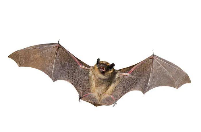 Procare Pest Services Picture 2