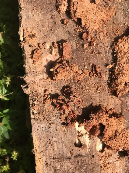Procare Pest Services Picture 9