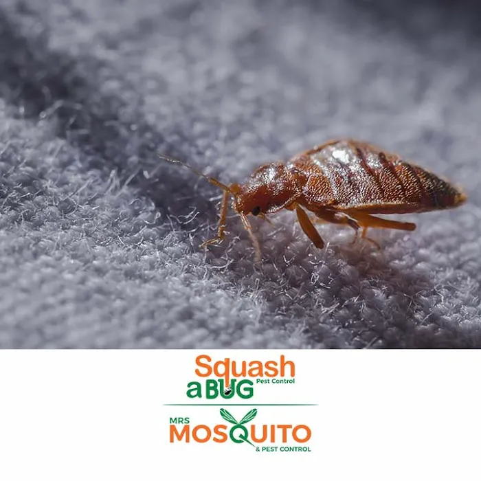 Squash A Bug Picture 6