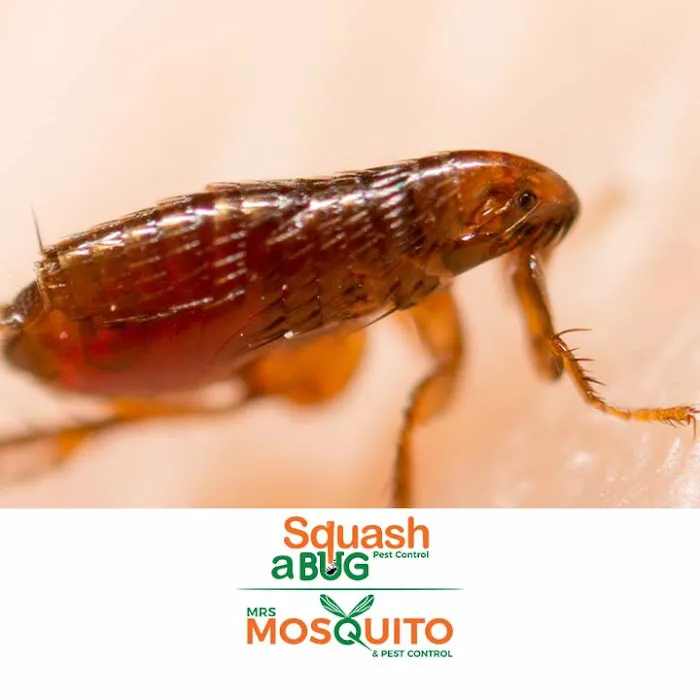 Squash A Bug Picture 9