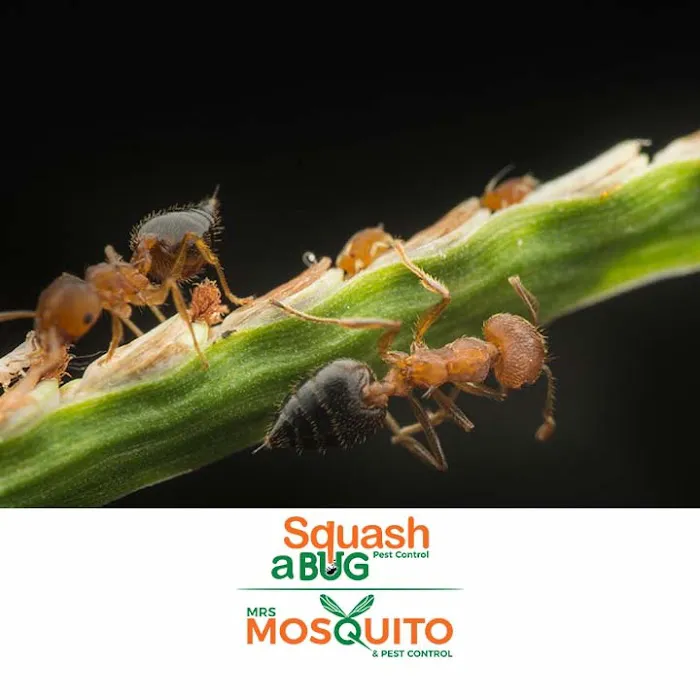 Squash A Bug Picture 8