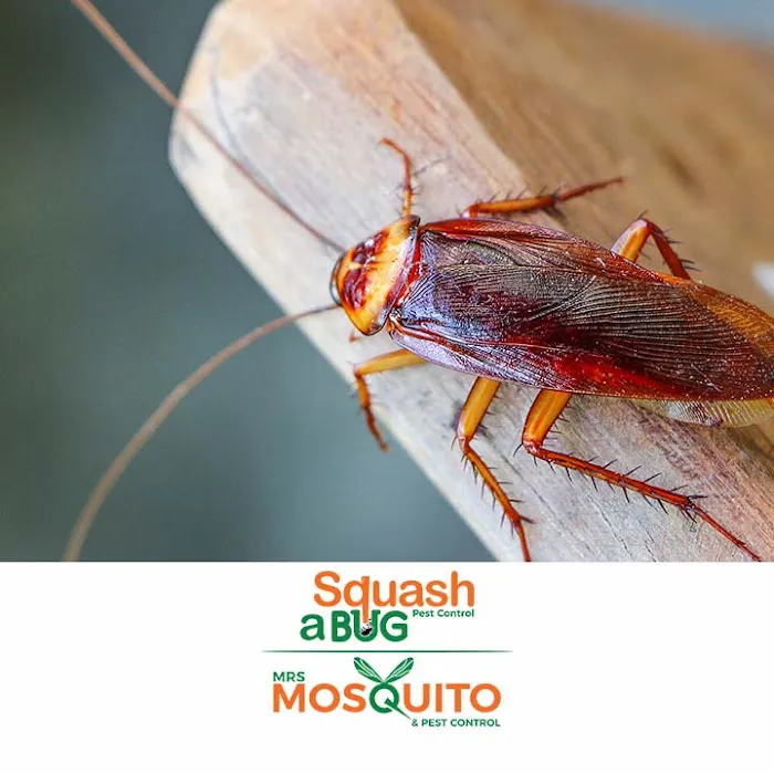Squash A Bug Picture 1