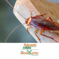 Squash A Bug ico