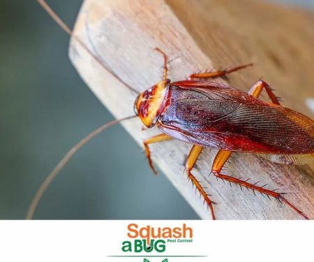 Squash A Bug
