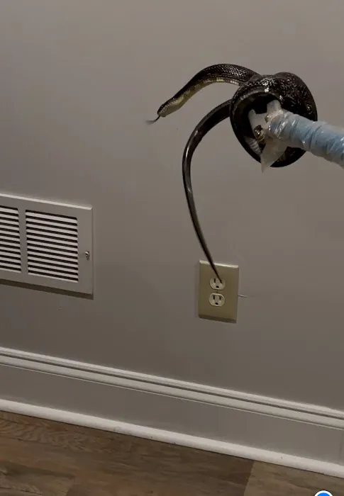 Atlanta Wildlife Solutions, LLC Picture 1