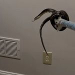 Atlanta Wildlife Solutions, LLC