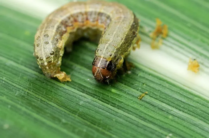 Top Turf Lawn Care and Pest Management Picture 1