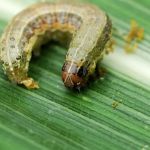 Top Turf Lawn Care and Pest Management