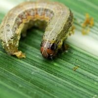 Top Turf Lawn Care and Pest Management ico