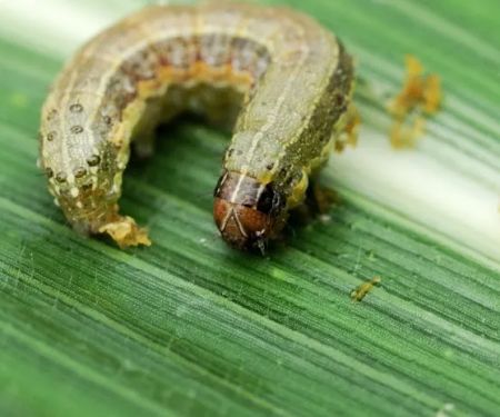 Top Turf Lawn Care and Pest Management