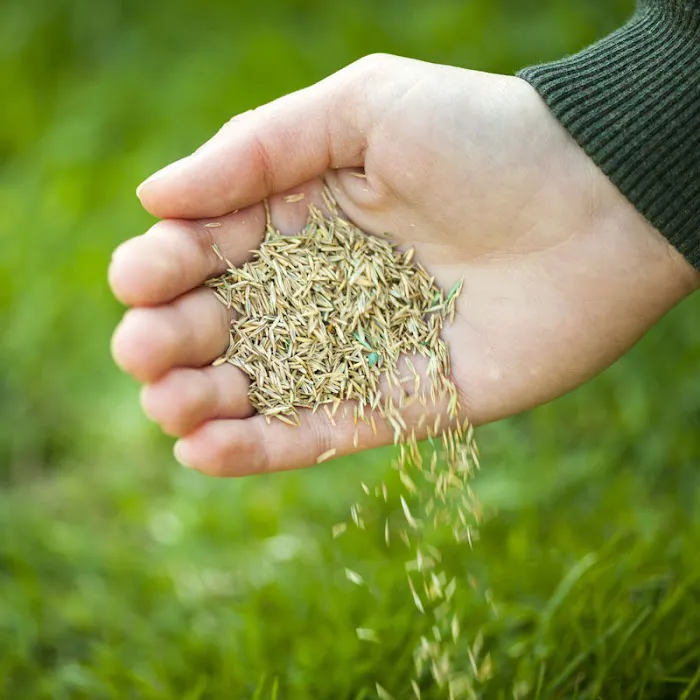 Top Turf Lawn Care and Pest Management Picture 5