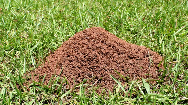Top Turf Lawn Care and Pest Management Picture 8