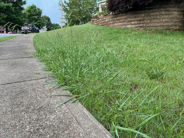 Top Turf Lawn Care and Pest Management Picture 9