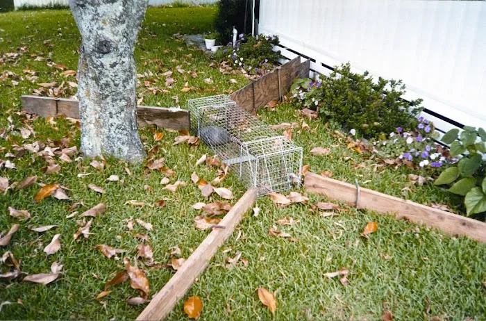 VerdX Pest Control Picture 8